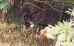 serengetti puppie.jpg